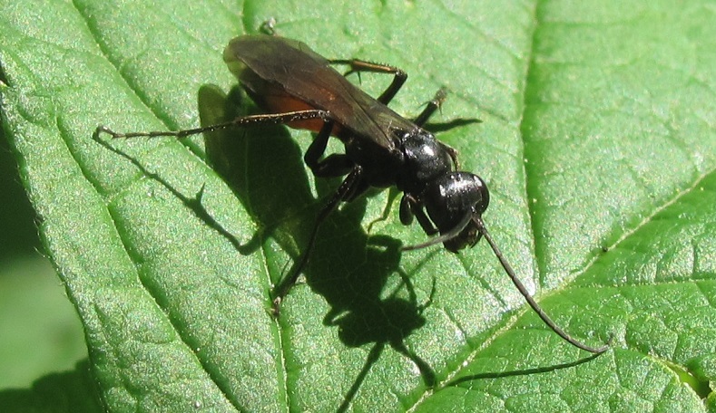 Sphex funerarius?  No, Priocnemis sp. (Pompilidae)